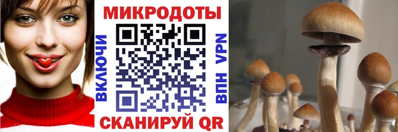 Купить  Кораблино  Галлюциногенные грибы GOLDEN TEACHER 